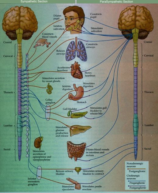 sympathetic nervous system